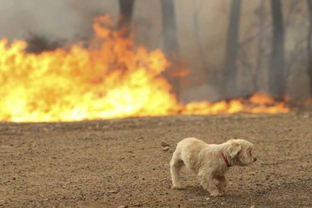κτηνίατροι προσφέρουν δωρεάν τις υπηρεσίες χαμένα κατοικίδια στις περιοχές που κάηκαν