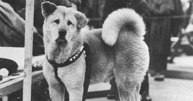 Hachiko: η ιστορία του πιο αφοσιωμένου σκύλου
